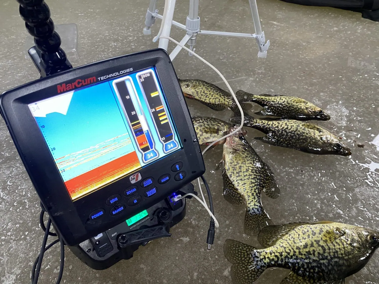 What ice fishing crappie looks like on a digital flasher. 