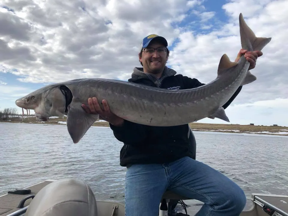 RAINY RIVER STURGEON: THEIR INCREDIBLE SIZE – Sturgeon Fishing Rainy River: The Ultimate Guide
