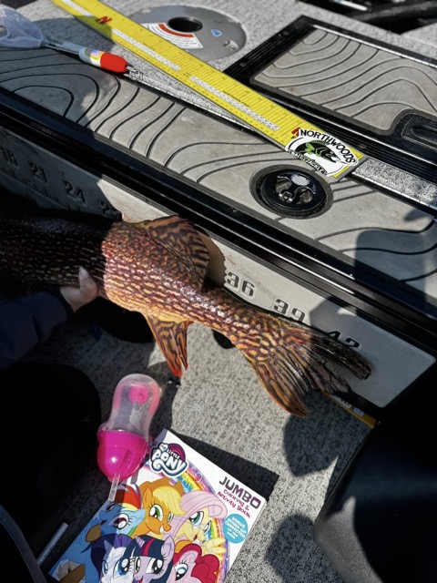 Giant Pike Camp Lake St. Jospeh