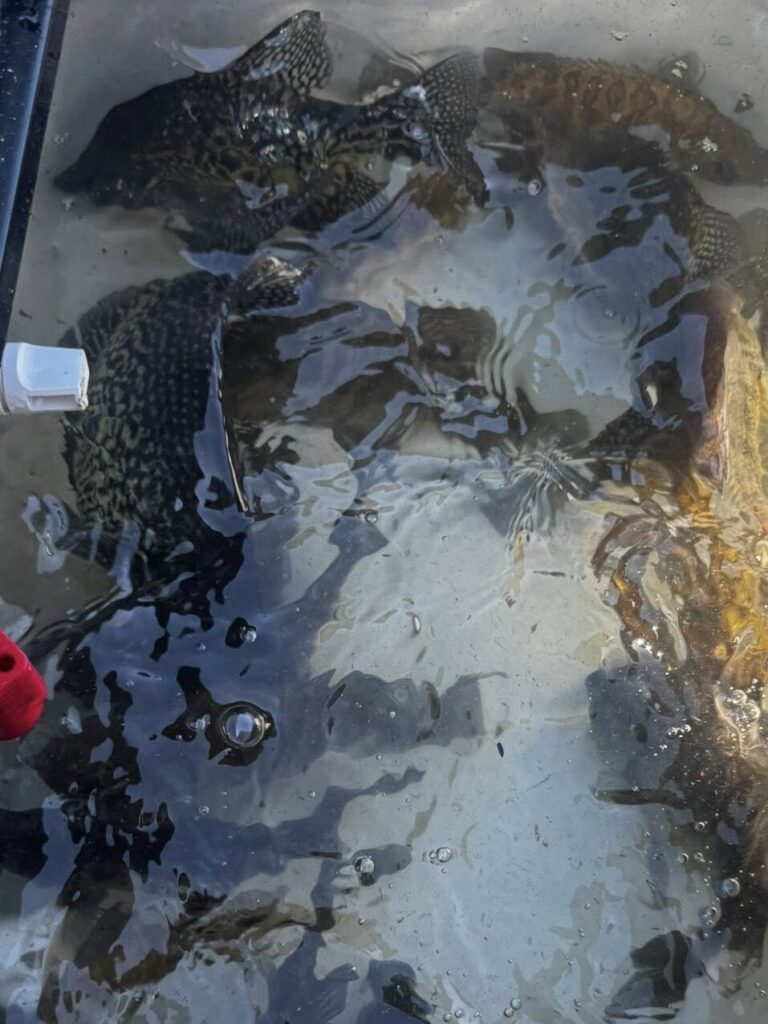 limits crappie fishing