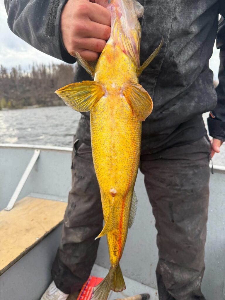 Bright golden belly of a big Kamuchawie Lake walleye